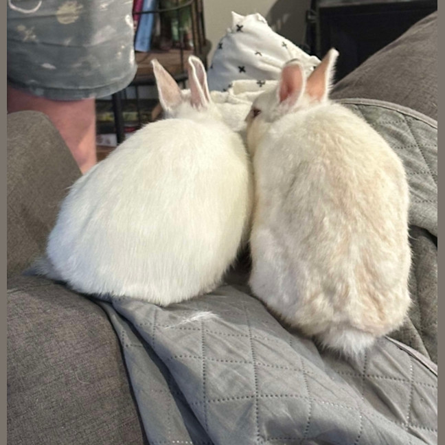 Photo of Calypso & Anna Bella 