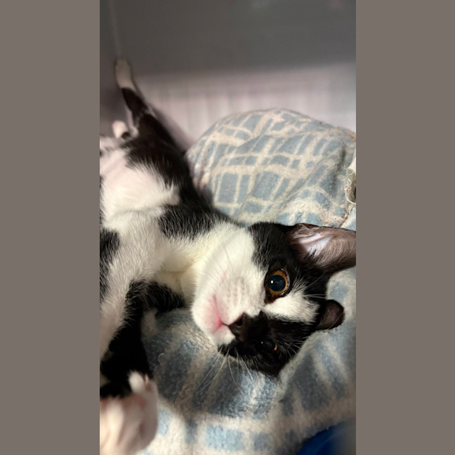 Photo of Clinkers