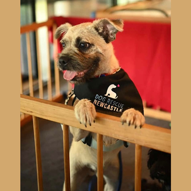 Photo of Frankie   6 Month Old Pug X Terrier