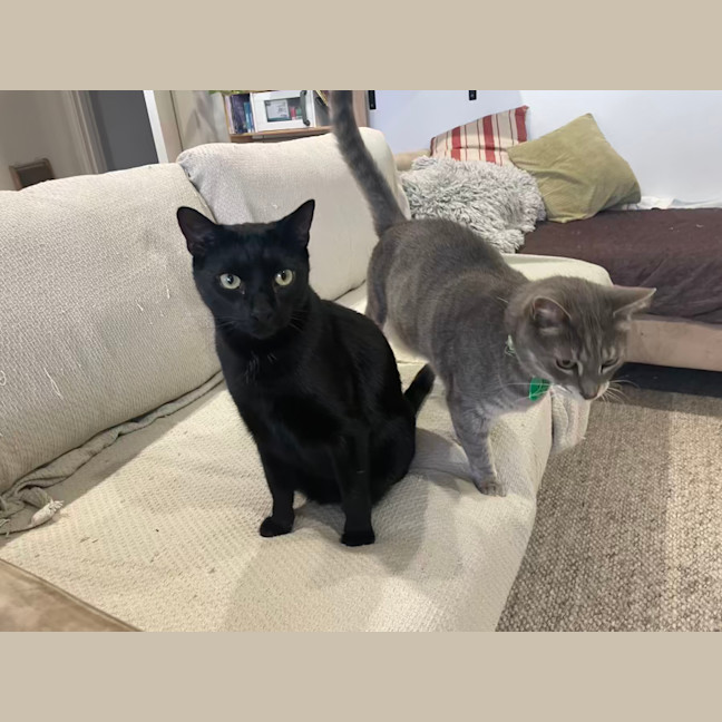 Photo of Bee & Storm