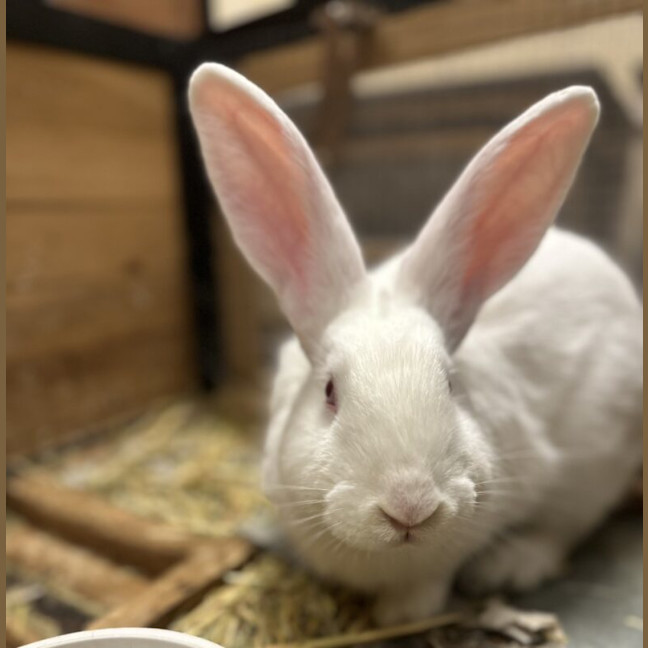 Photo of Robbie