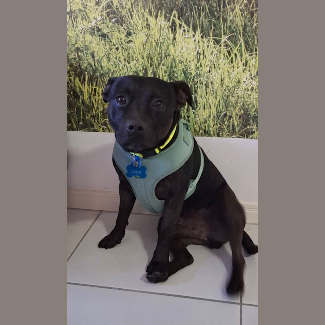 Photo of Zeke *$350 Adoption Fee*