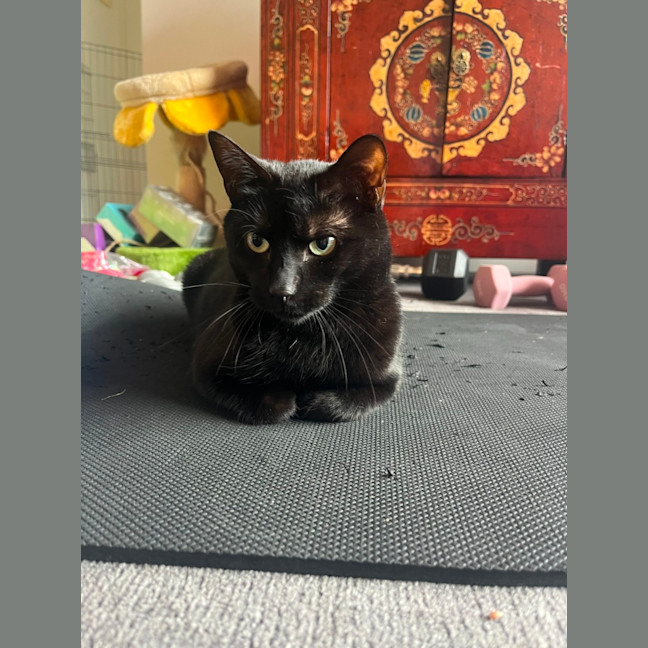 Photo of Clementine   In Foster Care In Fitzroy North