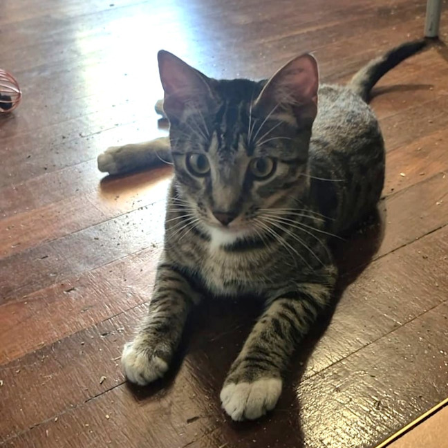Photo of Benji