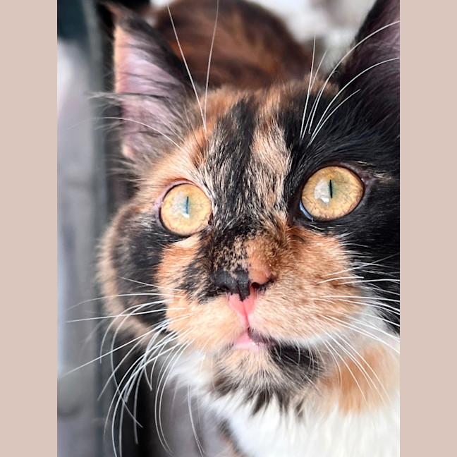 Photo of Lucy