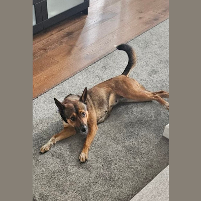 Photo of Ash   3 Year Old Kelpie X (Trial)