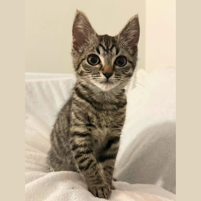 Photo of Pumpkin Pie