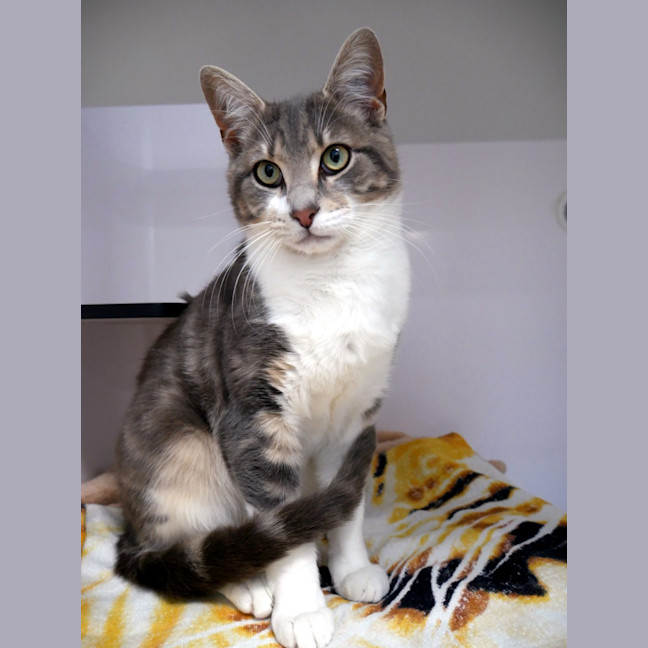 Photo of Squid Sta013044