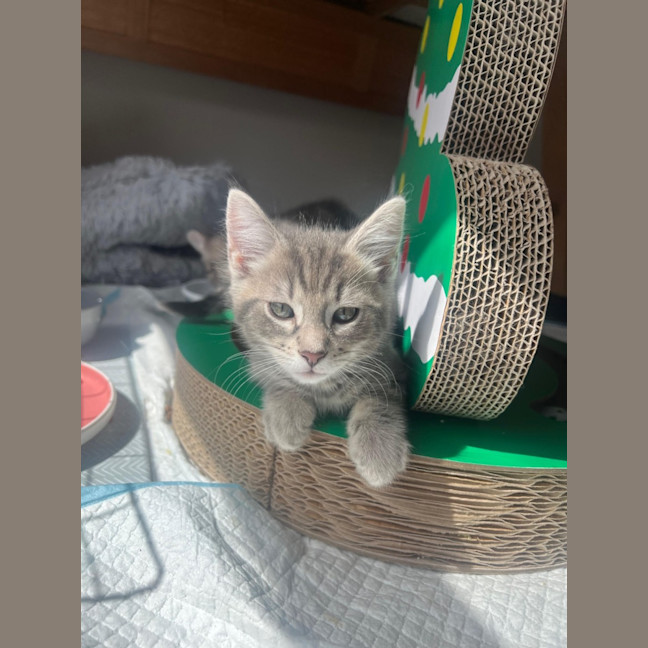 Photo of Roll