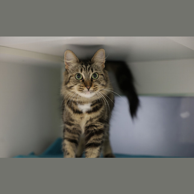 Photo of Mischa