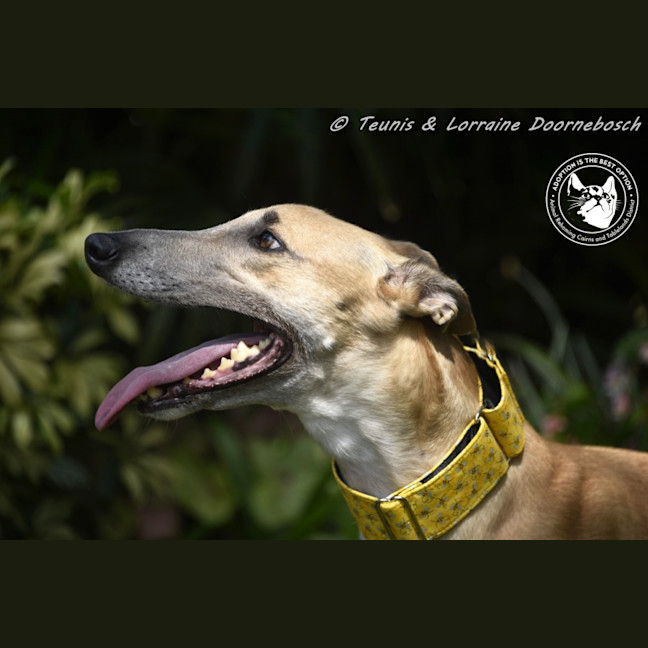 Photo of Sylvie Racing Name Silver Starline