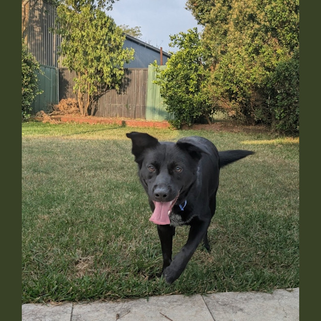 Photo of Zara   2 Year Old Border Collie X Kelpie
