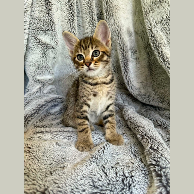 Photo of Savannah 