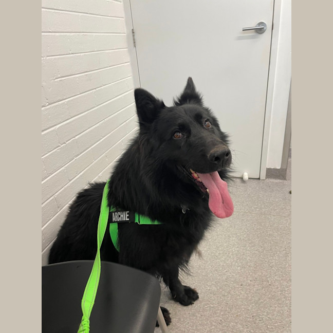 Photo of Archie 💘