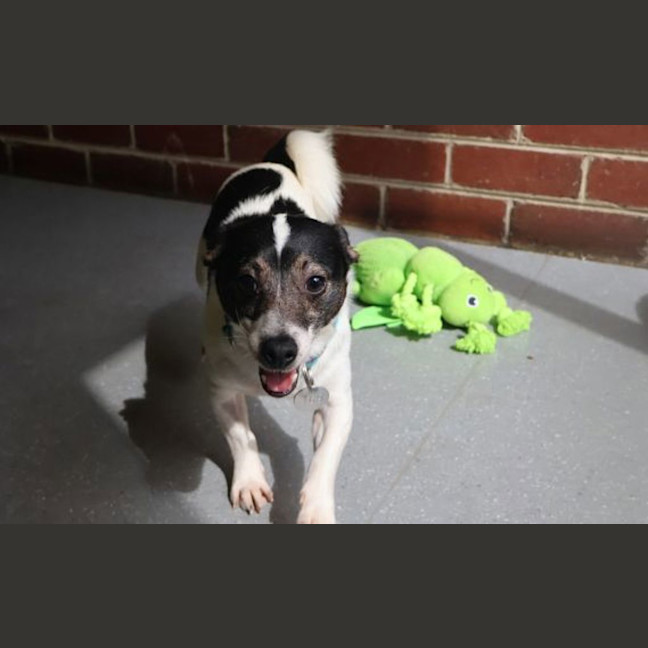 Photo of Lucky