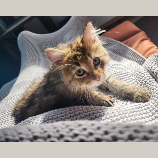 Photo of Salsa   Located In Melbourne