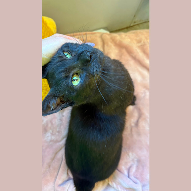 Photo of El Gato