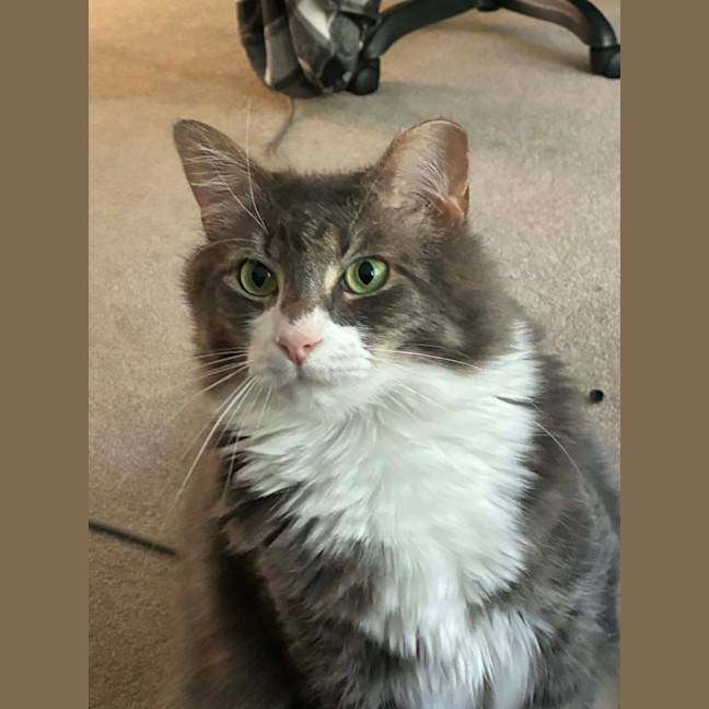 Photo of Sawyer