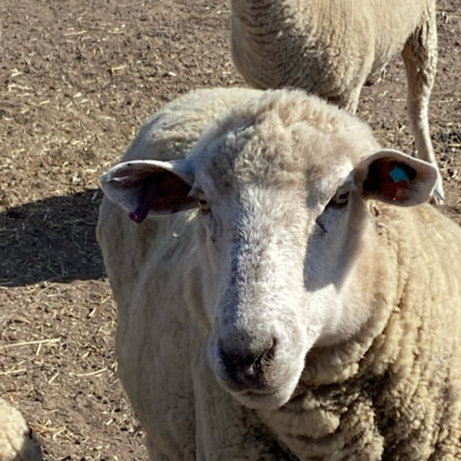 Photo of Family Flock