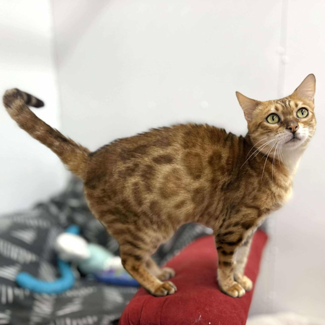 Photo of Clover   Located In Keilor Downs