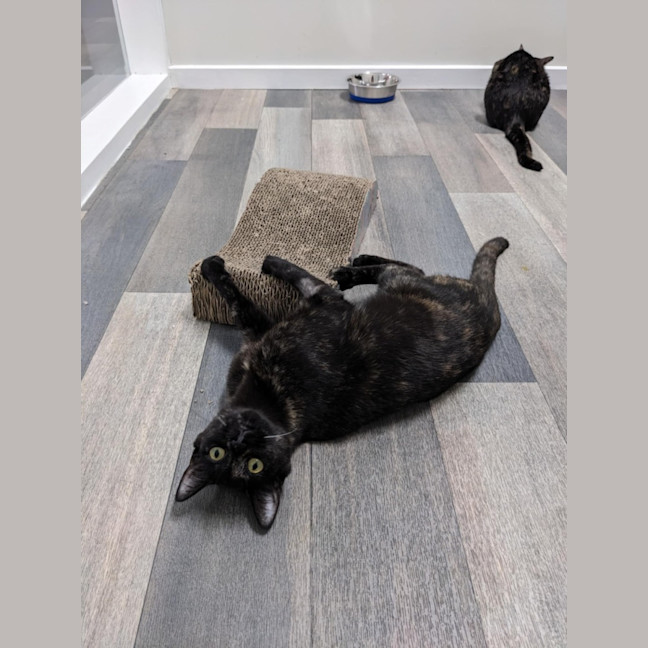 Photo of Hazel & Olive  Located In Keilor Downs