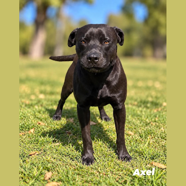 Photo of Axel