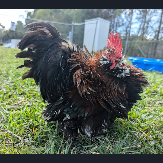 Photo of Mocha