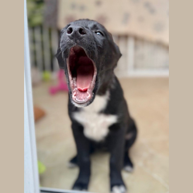 Photo of Connie   15 Week Old Border Collie X