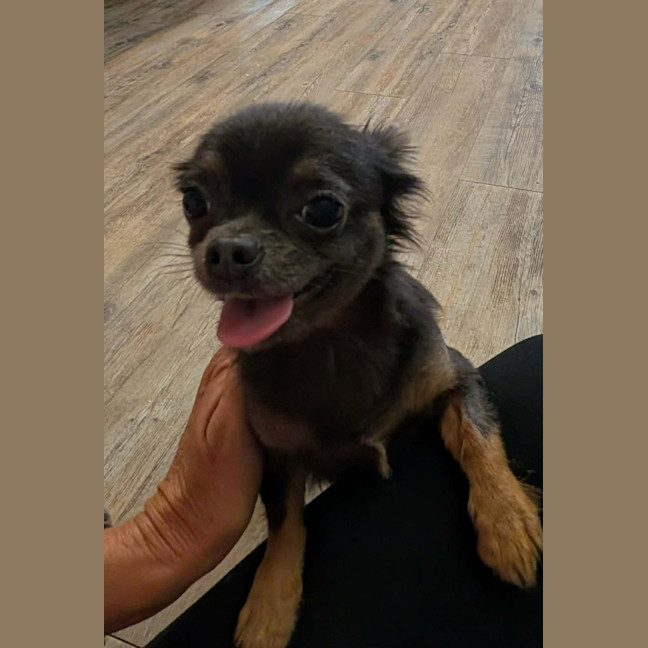 Photo of Bluey