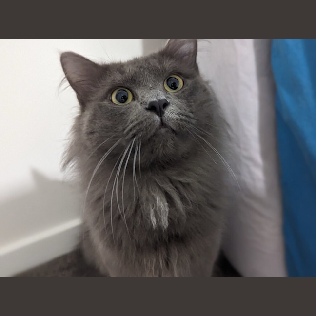 Photo of Scooter