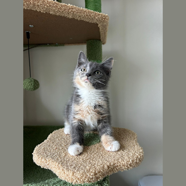 Photo of Peanut 🥜