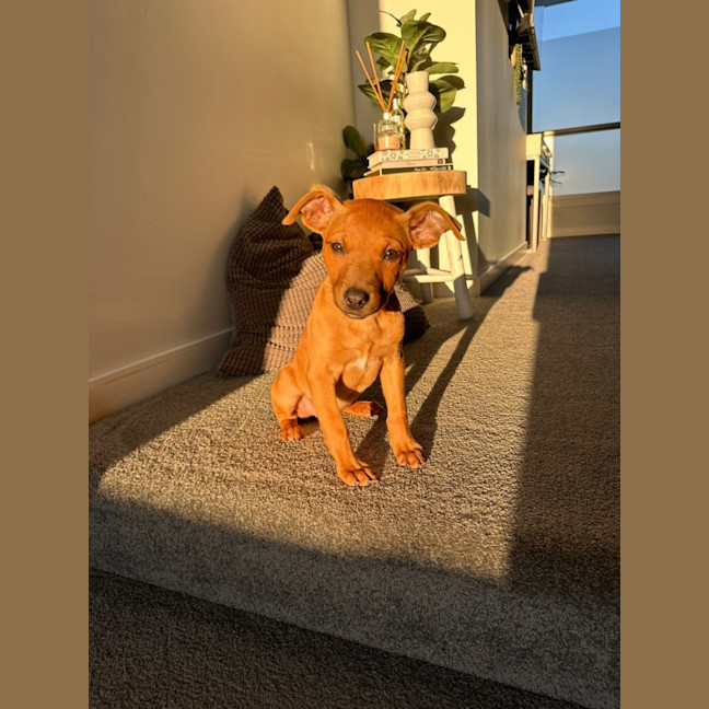 Photo of Biscuit