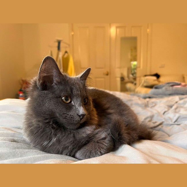 Photo of Cynder