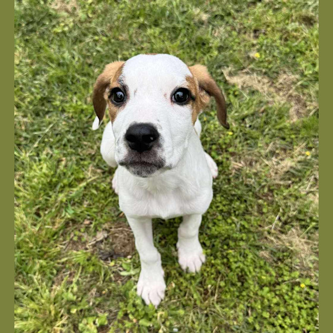 Photo of Bolt