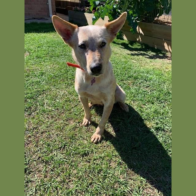 Photo of 1748. Niska