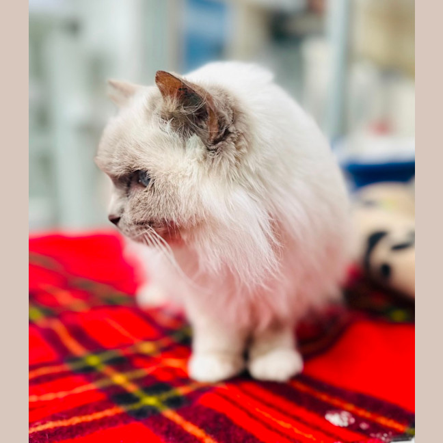 Photo of Snowflake