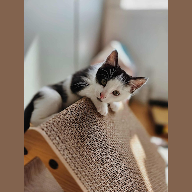 Photo of Stanley   In Foster Care In Northcote