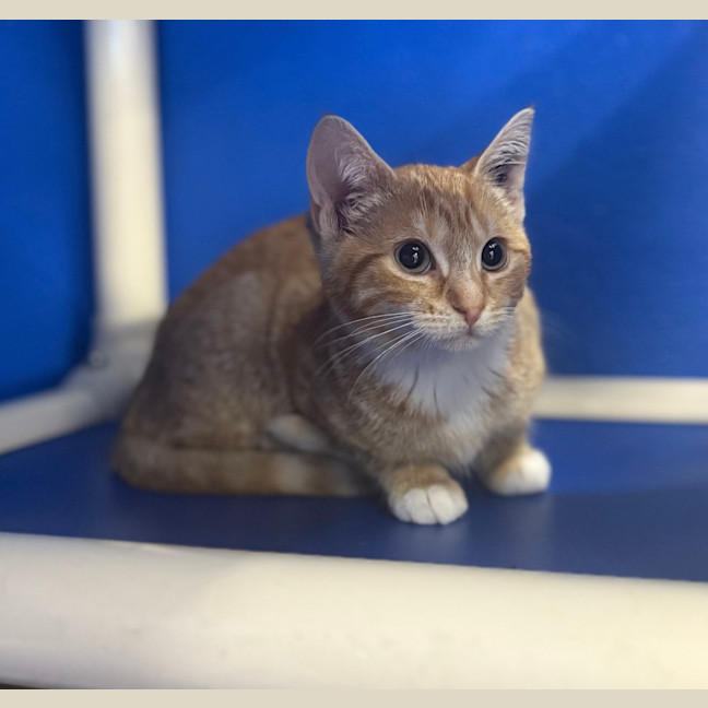 Photo of Cheddar