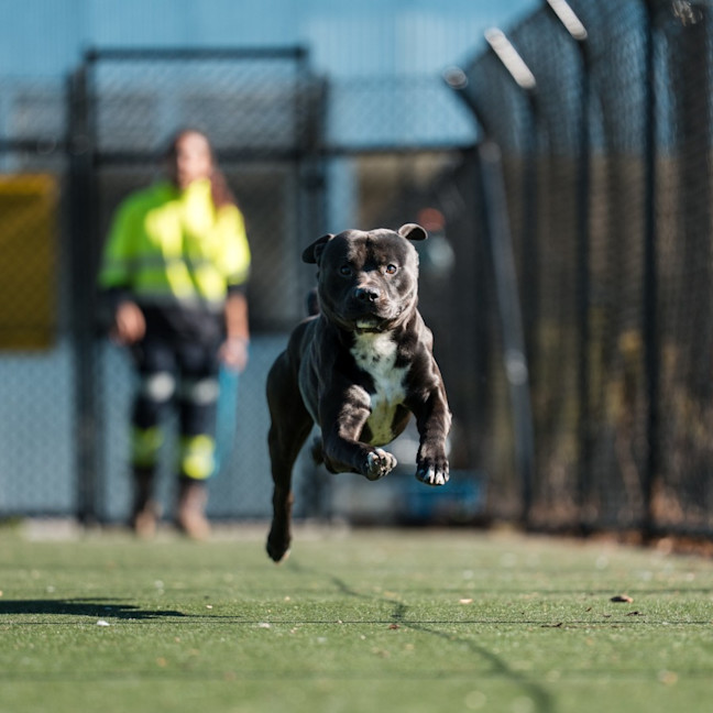 Photo of Zeus Imp 660