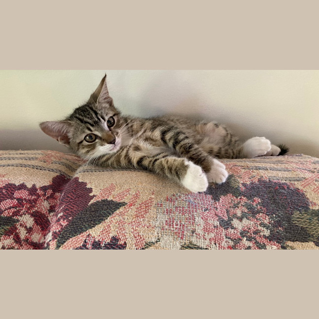 Photo of Nicholas