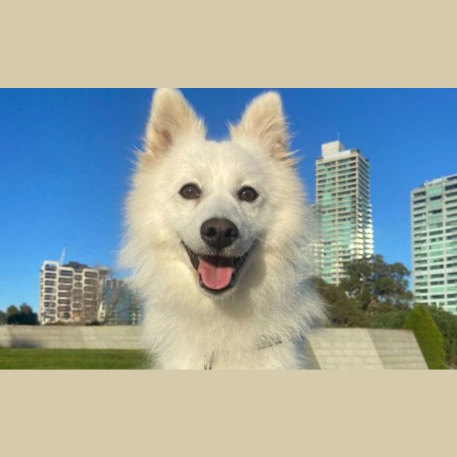 Photo of Honey