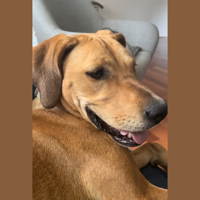 Photo of Nala