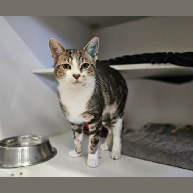 Photo of Indiana Jones