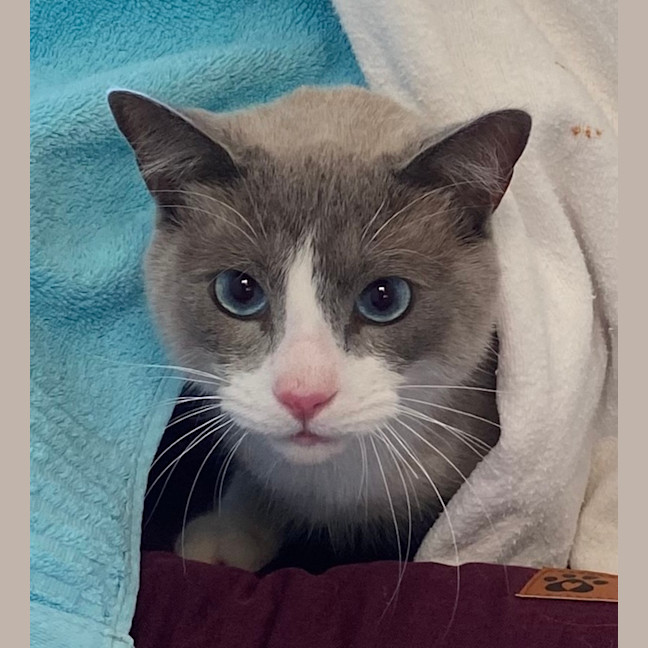 Photo of Cosmo