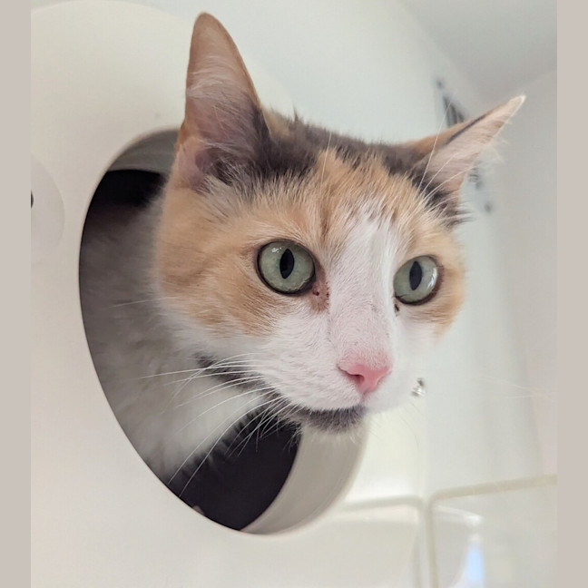 Photo of Callie