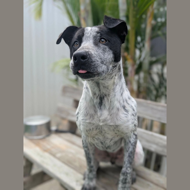 Photo of Shelby