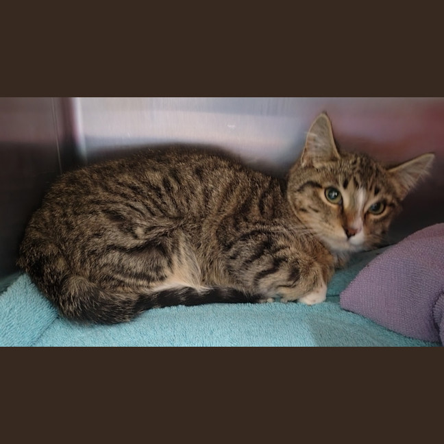Photo of Willow 