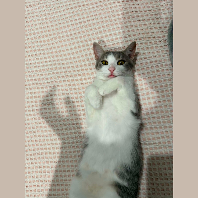 Photo of Phoebe *9 Lives Project Rescue*