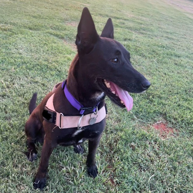 Photo of Kali