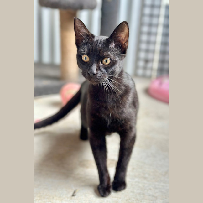 Photo of Midnight
